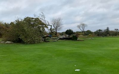 For over 50 years this tree blocked members shots into the 9th green at Rockport Golf Club. Looks like the hole just got a little easier……..⛳️